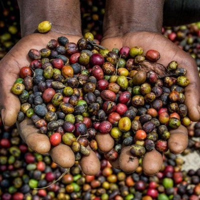TANZANIAN PEABERRY - LIMITED EDITION - Iron Bean Coffee Company